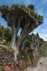 auf der Kanareninsel La palma stehen noch einige der uralten endemischen Drachenbäume