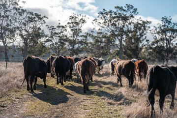outback aussie beef cattle livestock on a regenerative agriculture farm practicing sustainable agricultural practices in summer