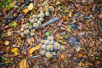 Small beautiful mushrooms in the forest after the rain