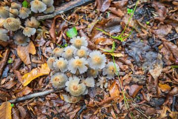 Small beautiful mushrooms in the forest after the rain