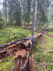 Broken fallen tree in lush green forest after storm in Finland