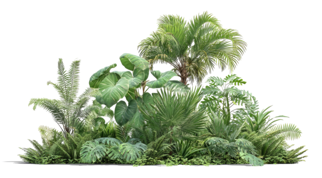 Lush tropical plants, diverse foliage