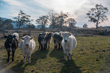 Stud Beef bulls, cows and calves grazing on grass in a field, in Australia. breeds of cattle include wagyu, murray grey, angus, brangus and wagyu on long pasture in summer