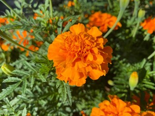 orange flower in the garden