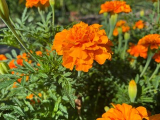 orange marigold flowers