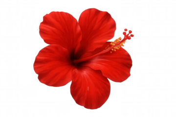 Vibrant red hibiscus flower opening, showing petals and stamen, isolated on transparent background, tropical blossom