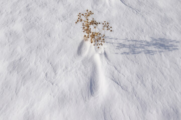 dry thorns on the snow