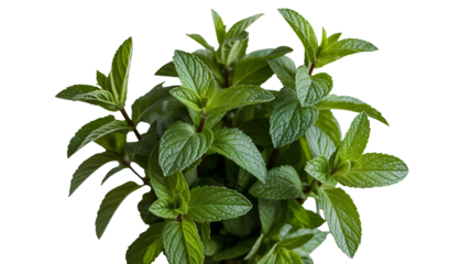 Fresh vibrant mint leaves with a lush green appearance, perfect for culinary use, cocktails, and natural remedies, a symbol of freshness