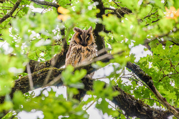Waldohreule sitzt in einem Baum