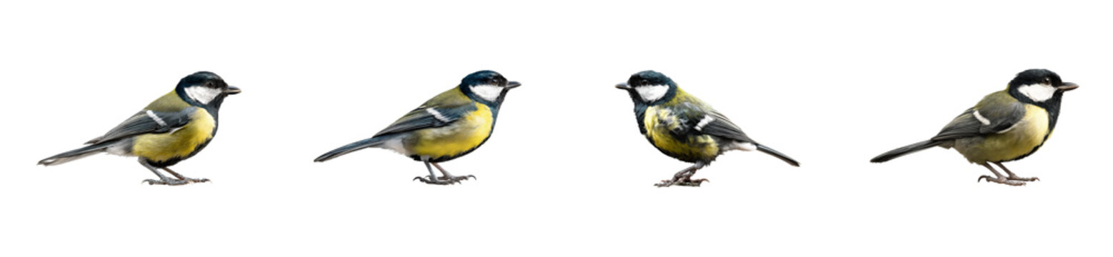 Set of Four Great Tits with Yellow Chests and Blue Heads