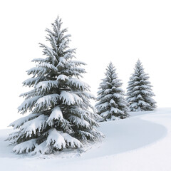 Fototapeta premium Snow-covered pine trees creating a serene winter landscape against a black backdrop