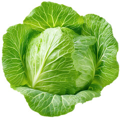 Obraz premium Vibrant Cabbage Head: A close-up shot showcases a perfectly formed, vivid green cabbage head, with its intricate layers and textures beautifully displayed.