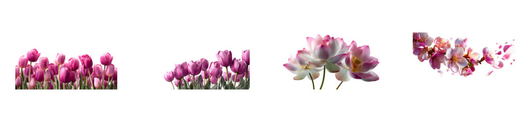 Set of Collection of Pink Tulip, Lotus, and Cherry Blossom Flowers