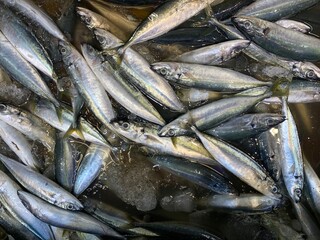 Fresh marine fish packed densely on the surface showing natural color variation and wet reflective texture.
