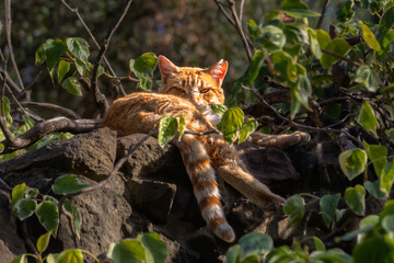 Obraz premium ginger cat napping on a wall