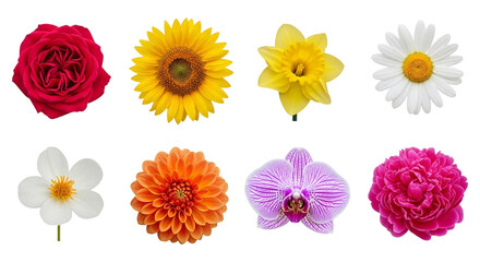Collection of colorful flowers isolated on transparent background, representing beauty, nature, and diversity in floral arrangements