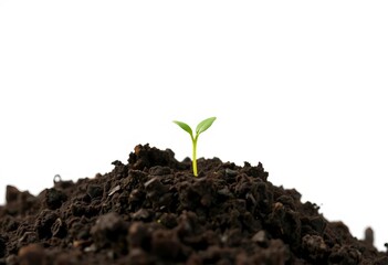 A tiny sprout emerges from rich dark humus, isolated against a pure white backdrop,  germination,  young plant