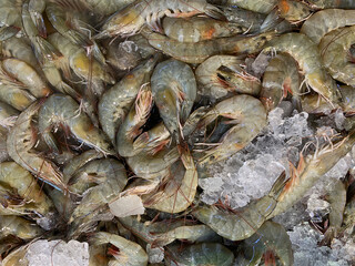 Fresh raw prawns stacked together over ice illustrating seafood freshness and market sale concept.