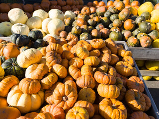 pile of pumpkins