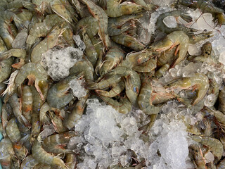 A detailed overhead view of shrimps covered with ice cubes symbolizing cold storage and marine harvest freshness.