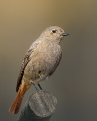 Intimate portrait of a female Common Redstart (Phoenicurus phoenicurus) perched on a wooden stump against a soft, muted warm-toned background