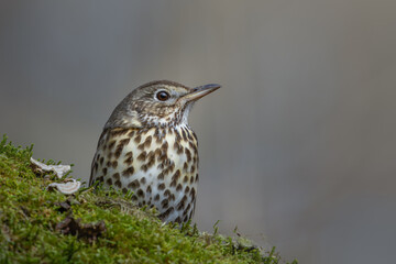 Song Thrush (Turdus philomelos) Portrait on Mossy Log Against a Clean Background with Copy Space