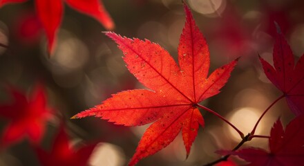 Vibrant Red Maple Leaf Captures Autumnal Glow in Macro Close Up Detail