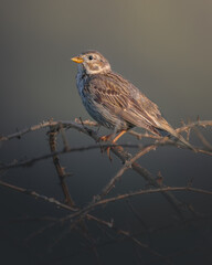Wild Corn Bunting (Emberiza calandra) perched on a thick, thorny branch, bathed in warm, dramatic golden hour light against a dark, moody background. Vertical composition with ample copy space
