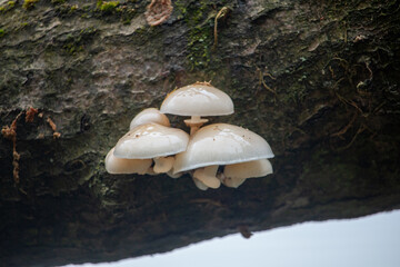 Fototapeta premium A cluster of white, wet mushrooms with glossy caps grows on the dark, mossy bark of a tree branch, set against a soft, blurred background.