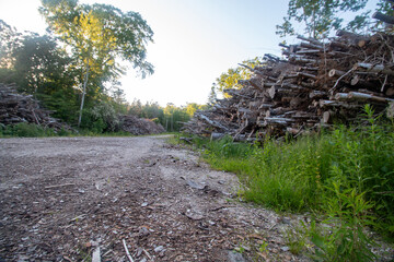 A dirt road winds through a forest where large piles of cut logs line both sides under a bright sky, indicating recent logging activity.