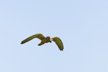 Turmfalke im Flug mit Maus als Beute