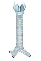 Human trachea anatomy with cartilage rings and bifurcation into bronchi. Detailed medical illustration of the trachea structure and bronchial branches