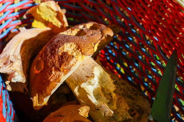 A close-up of freshly-picked wild mushrooms, likely Boletus or similar, with damaged stems and brown caps, nestled tightly inside a brightly-colored woven basket.