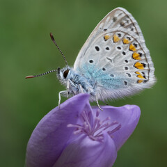 Detailed close-up of a vibrant blue butterfly resting on a purple crocus flower against a soft green background, symbolizing nature's delicate beauty
