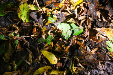 A close-up of the forest floor, where wet earth is covered with fallen leaves of various colors: yellow, brown, and vibrant green, creating a rich autumn texture.