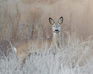 Portrait of a serene Roe Deer (Capreolus capreolus) standing in a misty field covered in beautiful white frost and dry winter grasses.