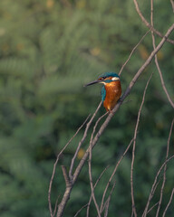 Detailed portrait of a vibrant Common Kingfisher (Alcedo atthis) perched on a bare branch against a soft, muted green forest background.