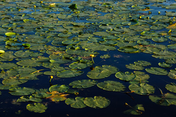 Lily pads cover the calm surface of a serene pond in the early morning light