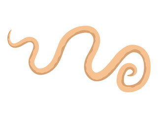 Roundworm Parasite Illustration
