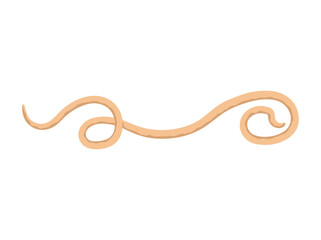 roundworm Clip Art Illustration
