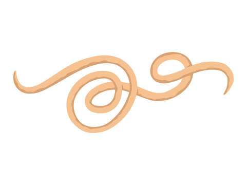 Roundworm Parasite Illustration
