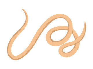 Worm Roundworm Illustration
