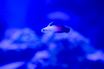 Fototapeta premium Fish in aquarium