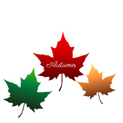 Autumn maple leaves. Autumn maple leaves isolated on white background. Vector illustration