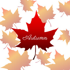 Autumn maple leaf. Autumn maple leaf isolated on a white background. Vector illustration
