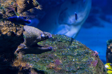 Moray eel