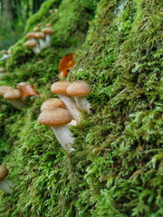 Honey Fungus (Armillaria mellea) also known as Bootlace Fungus or Honey Mushroom on the trunk of a tree in early October at Lasgarn Woods, an ancient woodland at Pontypool, Torfaen in South Wales, UK