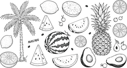 Hand drawn tropical fruit illustration set with palm tree, watermelon, pineapple, avocado, lemon, citrus slices, exotic summer food vector design collection