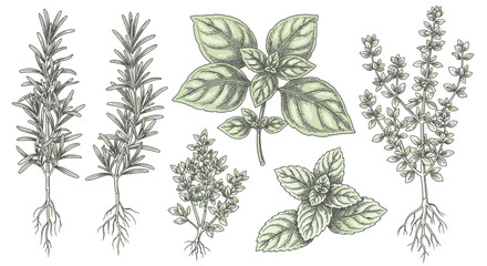 Collection of Fresh Culinary Herbs with Roots Including Rosemary, Basil, Mint, and Thyme on an Isolated White Background