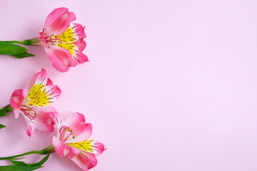 Pink alstroemeria flowers corner arrangement on pastel pink background, floral frame, gentle blooming petals, elegant spring nature, copy space for greeting card. Copy space, top view, flat lay